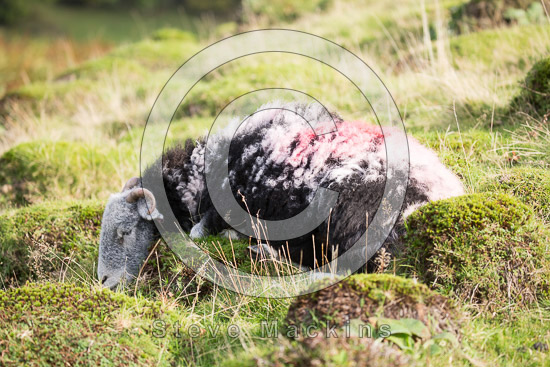 Ravenglass Farm Herdwick - Lakeland Photos - Art Prints Ravenglass Farm Herdwick