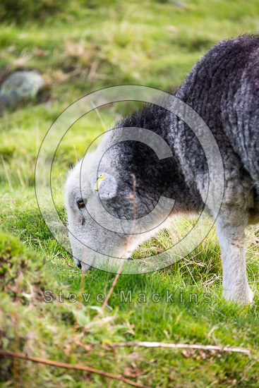 High Pike (Scandale) Farm Lake district Sheep - Lakeland Photos - Art Prints High Pike (Scandale) Farm Lake district Sheep