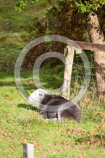 Camerton Herdwick - Lakeland Photos - Art Prints Camerton Herdwick