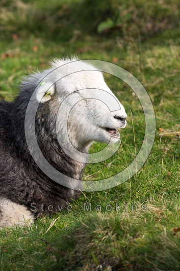Routenbeck Field Herdwick Sheep - Lakeland Photos - Art Prints Routenbeck Field Herdwick Sheep
