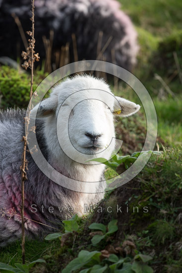 Great Gable Lake district Sheep - Lakeland Photos - Art Prints Great Gable Lake district Sheep