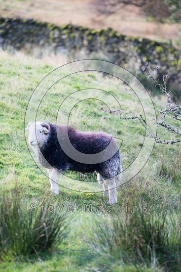 Irton with Santon Valley Lakeland Sheep - Lakeland Photos - Art Prints Irton with Santon Valley Lakeland Sheep