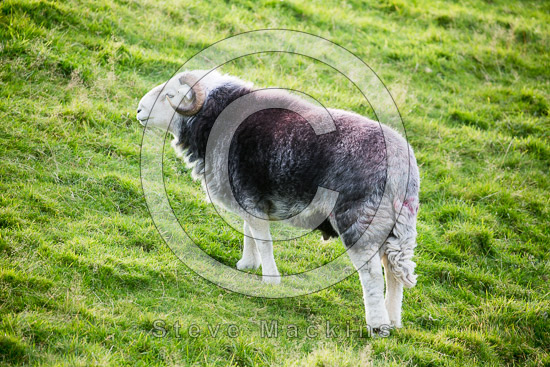 Gibson Knott Field Herdwick - Lakeland Photos - Art Prints Gibson Knott Field Herdwick