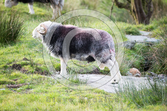 Cartmel Lake district Sheep - Lakeland Photos - Art Prints Cartmel Lake district Sheep