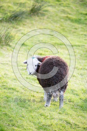 Brougham Herdwick Sheep - Lakeland Photos - Art Prints Brougham Herdwick Sheep