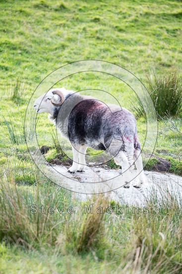 Warcop Lake district Sheep - Lakeland Photos - Art Prints Warcop Lake district Sheep