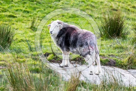Crosscanonby Farm Lake district Sheep - Lakeland Photos - Art Prints Crosscanonby Farm Lake district Sheep