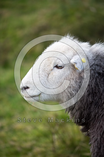Great Ormside Field Herdwick - Lakeland Photos - Art Prints Great Ormside Field Herdwick