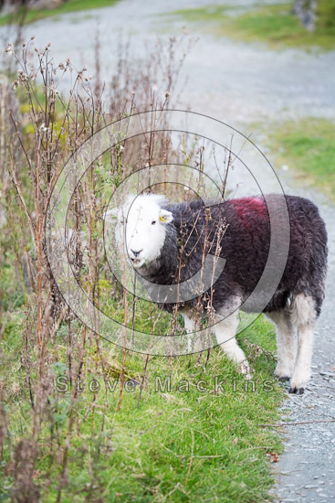 Ravenstonedale Herdwick - Lakeland Photos - Art Prints Ravenstonedale Herdwick