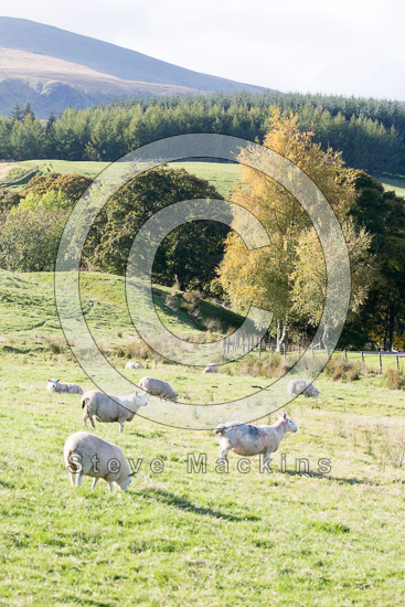 Aglionby Farm Herdwick - Lakeland Photos - Art Prints Aglionby Farm Herdwick