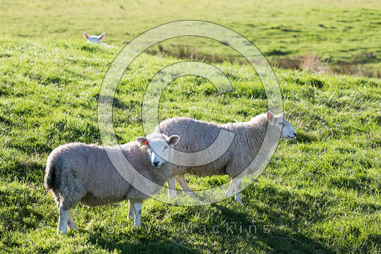 Elterwater Field Lake district Sheep - Lakeland Photos - Art Prints Elterwater Field Lake district Sheep
