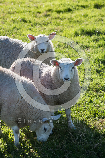 Egremont Field Herdwick - Lakeland Photos - Art Prints Egremont Field Herdwick