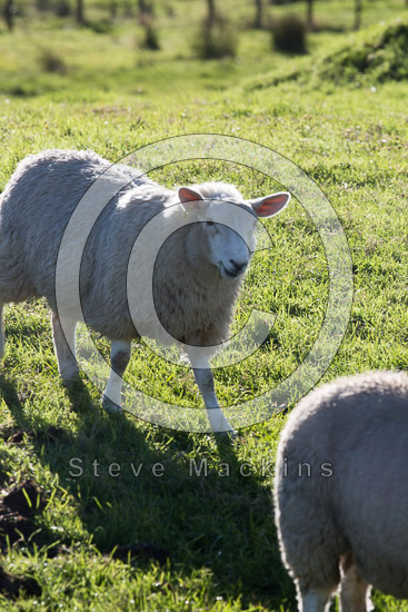 Dodd Farm Herdwick Sheep - Lakeland Photos - Art Prints Dodd Farm Herdwick Sheep