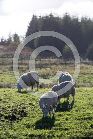 Dodd Field Herdwick - Lakeland Photos - Art Prints Dodd Field Herdwick
