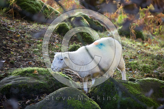 Croglin Valley Herdwick Sheep - Lakeland Photos - Art Prints Croglin Valley Herdwick Sheep