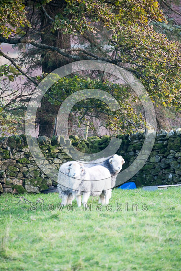 Crosby-on-Eden Herdwick Sheep - Lakeland Photos - Art Prints Crosby-on-Eden Herdwick Sheep