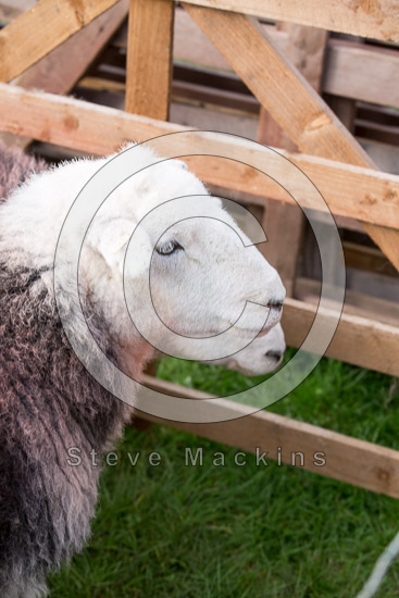 Dove Crag Valley Herdwick - Lakeland Photos - Art Prints Dove Crag Valley Herdwick