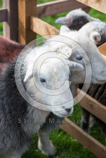 Broughton Beck Field Lake district Sheep - Lakeland Photos - Art Prints Broughton Beck Field Lake district Sheep