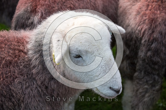 Stonethwaite Farm Lakeland Sheep - Lakeland Photos - Art Prints Stonethwaite Farm Lakeland Sheep