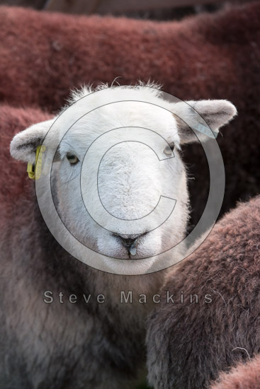 Croglin Farm Herdwick - Lakeland Photos - Art Prints Croglin Farm Herdwick