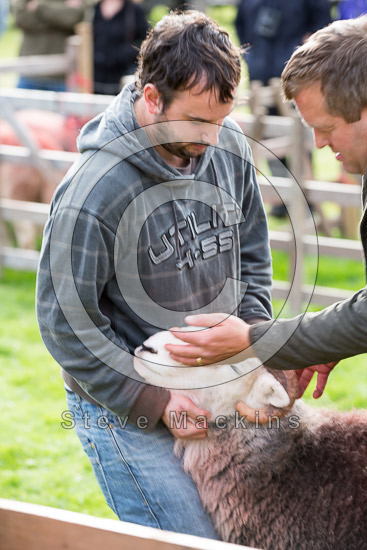 Gavel Fell Field Herdwick - Lakeland Photos - Art Prints Gavel Fell Field Herdwick