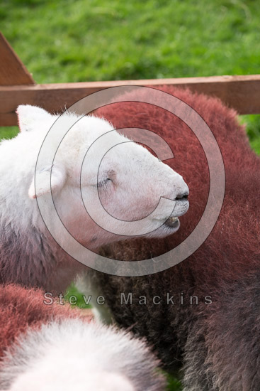 Dockray Lake district Sheep - Lakeland Photos - Art Prints Dockray Lake district Sheep