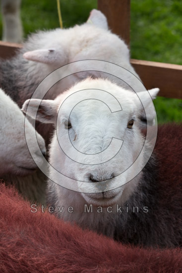 Broom Fell Field Lakeland Sheep - Lakeland Photos - Art Prints Broom Fell Field Lakeland Sheep