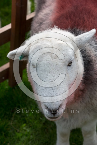 Crinkle Crags Lakeland Sheep - Lakeland Photos - Art Prints Crinkle Crags Lakeland Sheep
