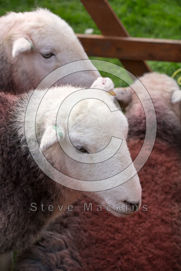 Backbarrow Valley Herdwick - Lakeland Photos - Art Prints Backbarrow Valley Herdwick