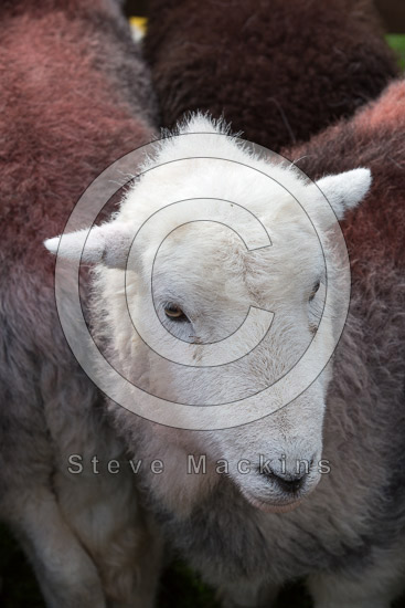 Helvellyn Field Lake district Sheep - Lakeland Photos - Art Prints Helvellyn Field Lake district Sheep
