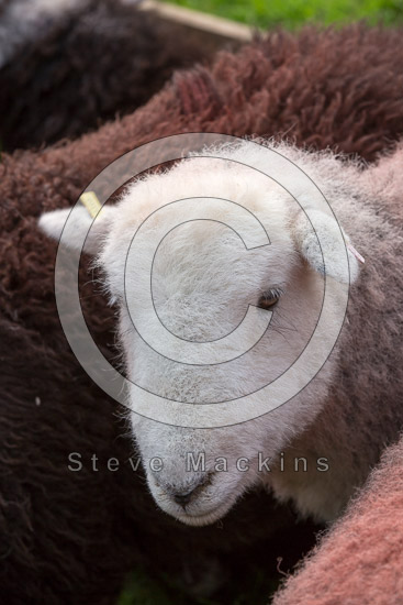 Stonethwaite Valley Herdwick - Lakeland Photos - Art Prints Stonethwaite Valley Herdwick