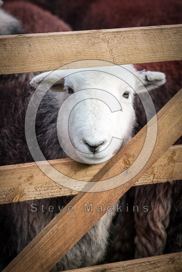 Meal Bank Lakeland Sheep - Lakeland Photos - Art Prints Meal Bank Lakeland Sheep