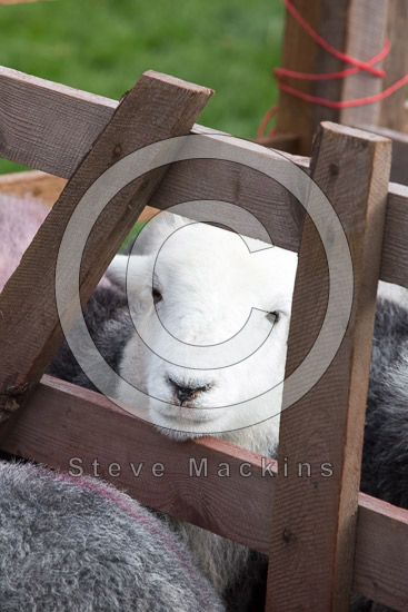 Lupton Herdwick - Lakeland Photos - Art Prints Lupton Herdwick