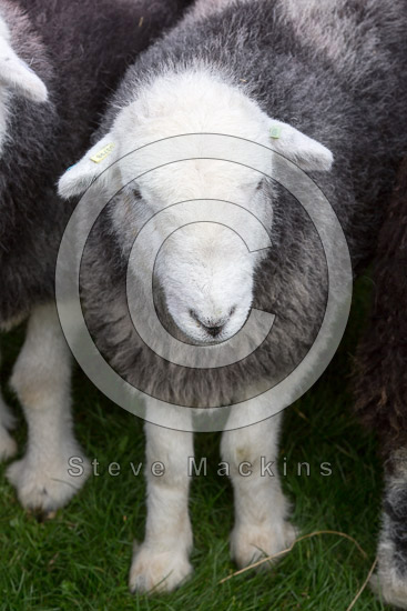 Meal Bank Valley Lakeland Sheep - Lakeland Photos - Art Prints Meal Bank Valley Lakeland Sheep