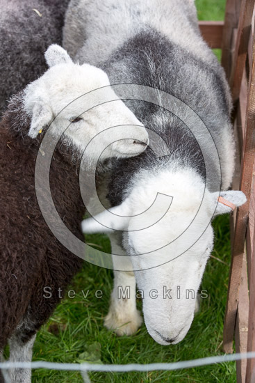 Broom Fell Farm Lake district Sheep - Lakeland Photos - Art Prints Broom Fell Farm Lake district Sheep