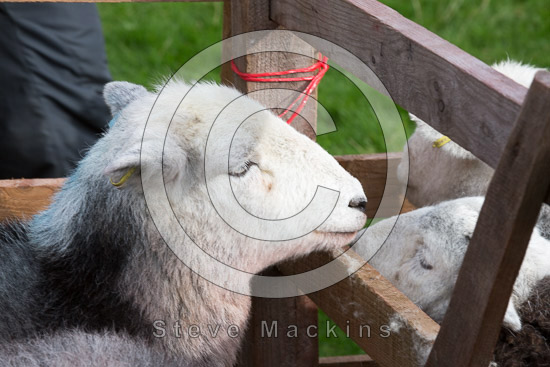 Loweswater Lake district Sheep - Lakeland Photos - Art Prints Loweswater Lake district Sheep