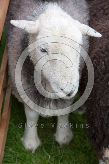 Soulby (Kirkby Stephen) Herdwick Sheep - Lakeland Photos - Art Prints Soulby (Kirkby Stephen) Herdwick Sheep