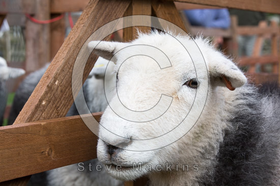 Whitehaven Field Herdwick - Lakeland Photos - Art Prints Whitehaven Field Herdwick