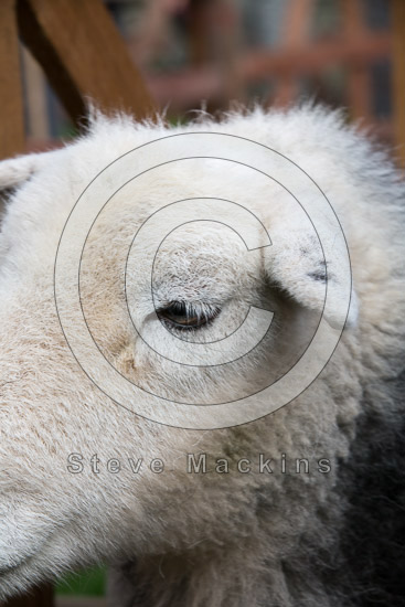 Warwick-on-Eden Field Lake district Sheep - Lakeland Photos - Art Prints Warwick-on-Eden Field Lake district Sheep