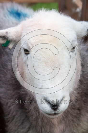 Hard Knott Farm Herdwick Sheep - Lakeland Photos - Art Prints Hard Knott Farm Herdwick Sheep