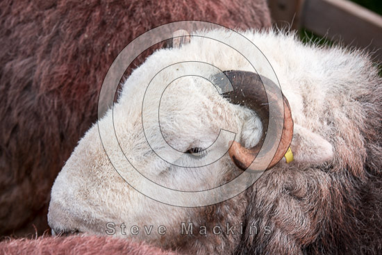Low Pike Field Lake district Sheep - Lakeland Photos - Art Prints Low Pike Field Lake district Sheep