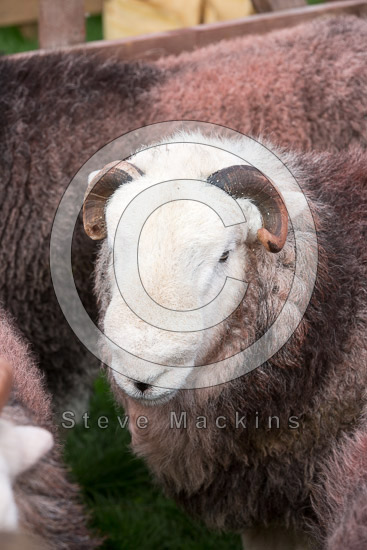 Meal Fell Herdwick - Lakeland Photos - Art Prints Meal Fell Herdwick
