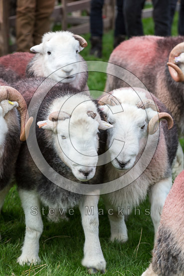 Low Hesket Herdwick - Lakeland Photos - Art Prints Low Hesket Herdwick