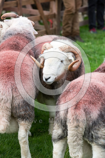 Troutbeck Tongue Lakeland Sheep - Lakeland Photos - Art Prints Troutbeck Tongue Lakeland Sheep