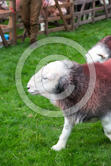Lindal in Furness Farm Herdwick Sheep - Lakeland Photos - Art Prints Lindal in Furness Farm Herdwick Sheep