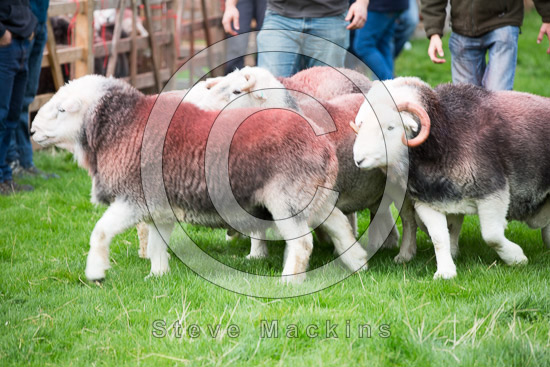 Thursby Field Lake district Sheep - Lakeland Photos - Art Prints Thursby Field Lake district Sheep