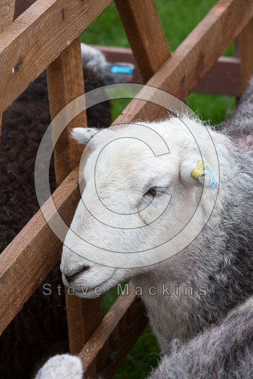 Croglin Field Lake district Sheep - Lakeland Photos - Art Prints Croglin Field Lake district Sheep