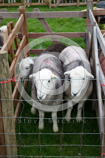 Red Pike (Wasdale) Valley Lake district Sheep - Lakeland Photos - Art Prints Red Pike (Wasdale) Valley Lake district Sheep