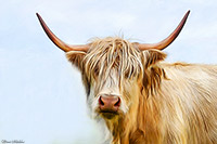 Highland Cow, Highland Cattle