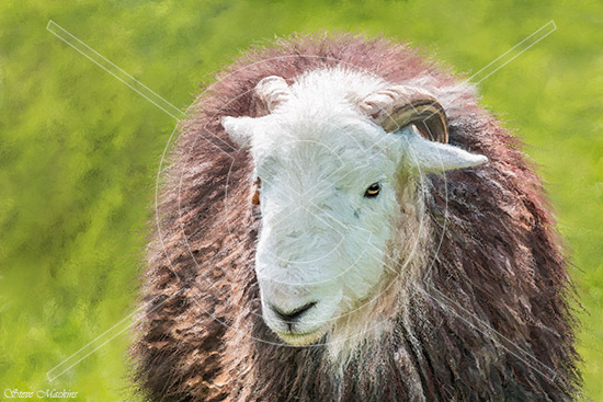 Borrowdale Herdwick II - Herdwick Sheep Art - Art Prints Borrowdale Herdwick II